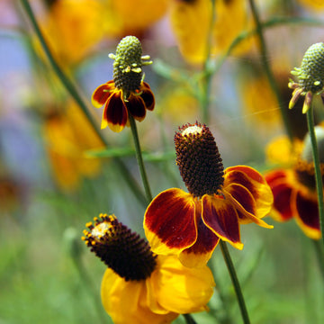 Closeup image of Mexican Hat flower.